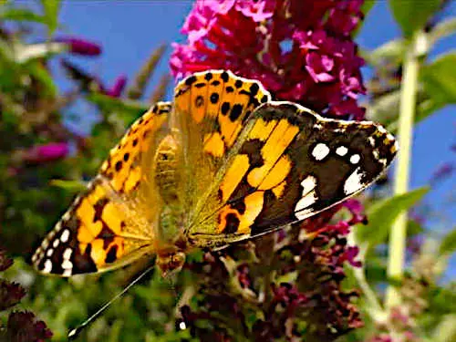 Nektarreiche Pflanzen