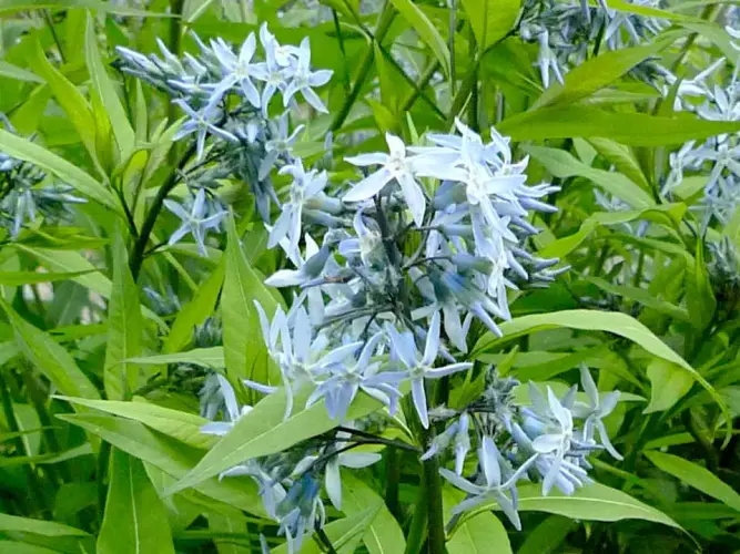 Frischer Wind im Staudenbeet