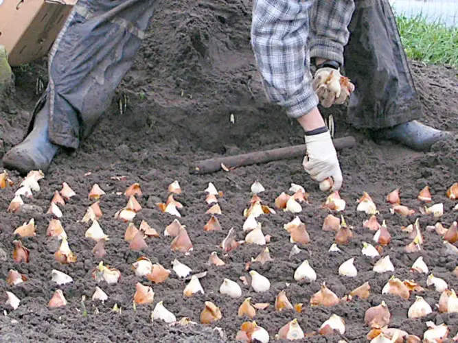 Pflanzzeiten für Gehölze, Stauden und Teichpflanzen