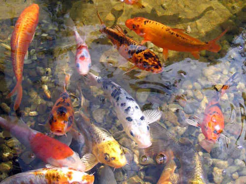 Gartenteichpflege – was ist sinnvoll?