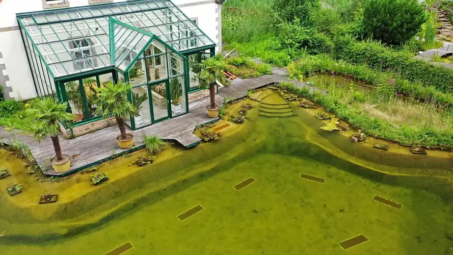 Naturteich, Schwimmteich, Naturpool, Swimmingpool: Das sind die Unterschiede