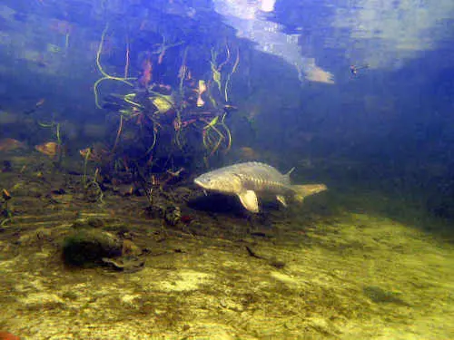 Sichtweiten in Teichen