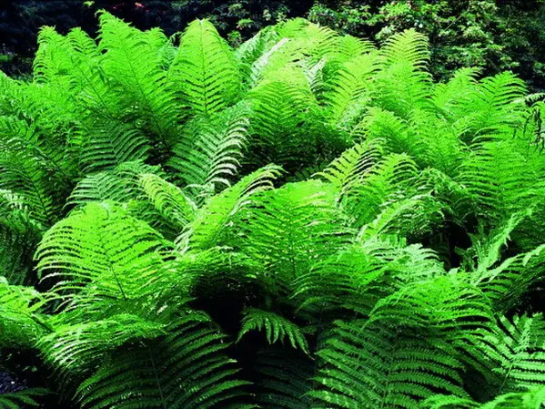 Tipps für den Garten - Folgesaaten, Gartengestaltung