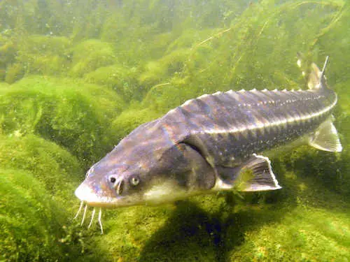 Umzug der Fische verschoben