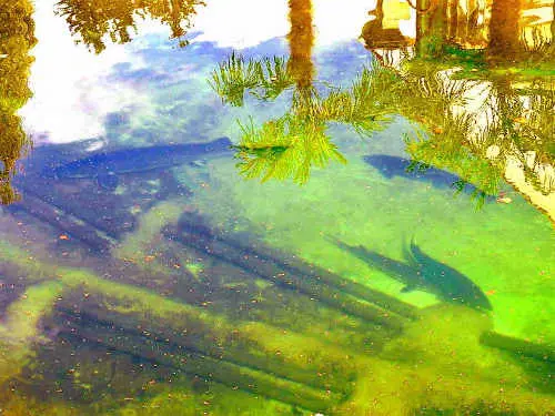 NaturaGart Schwimmteich - Paradies für Störe