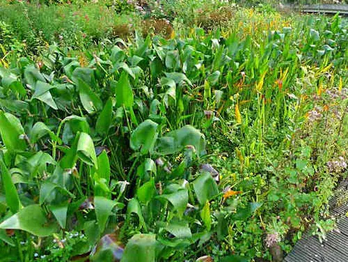 Teiche planen, bauen, pflegen - Tipp 2