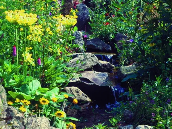 Kein Gartenteich ohne Pflanzen - Teil 4