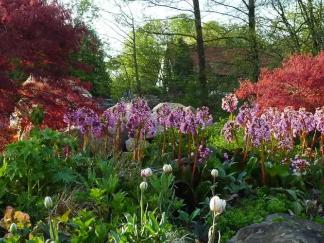 Pflanzen für den Teichrand