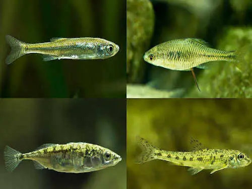 Fische im Gartenteich