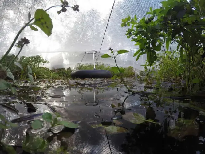 Vorsorge im Herbst: den Teich rechtzeitig abdecken