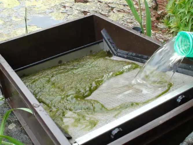 Algen im Gartenteich