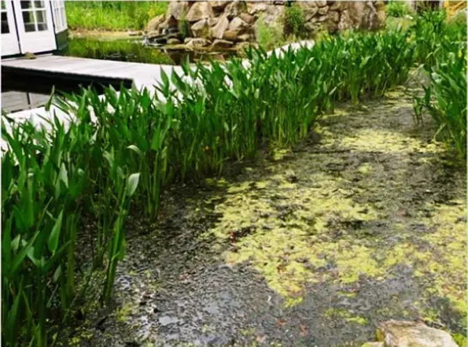 Wasserpflanzen im Filtergraben