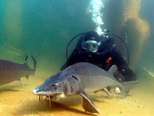 Wieviel Filter braucht der Gartenteich?