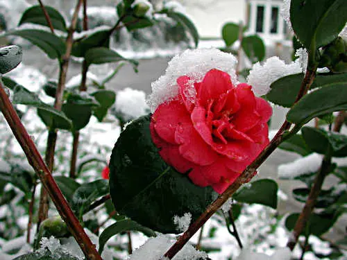 Der Ziergarten im Winter