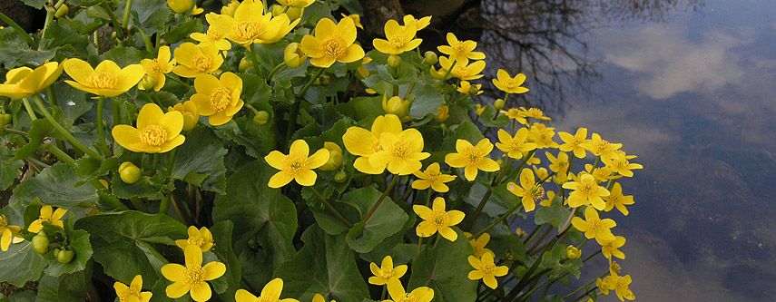 Flachwasser-Pflanzen