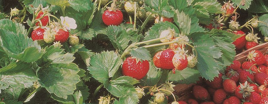 NaturaGart Pflanzen Shop | Erdbeeren | Gartenpflanzen und Teichpflanzen ...