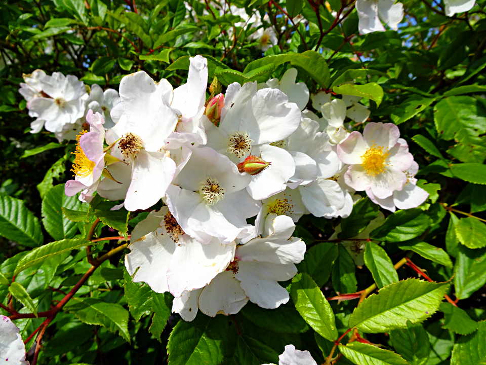 Wildrosen-Samen-Set ✾ 2 Sorten duftende Naturrosen für den Garten ✾ Rosenkugeln 