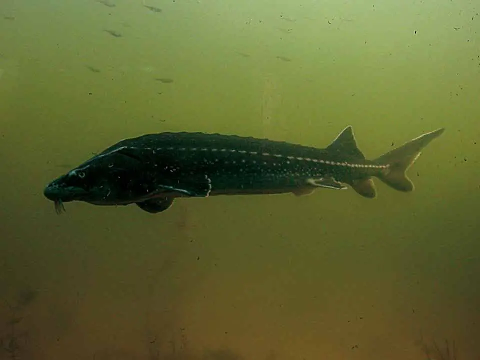 Wasserfilter für Teiche sollen kleine Partikel einsammeln