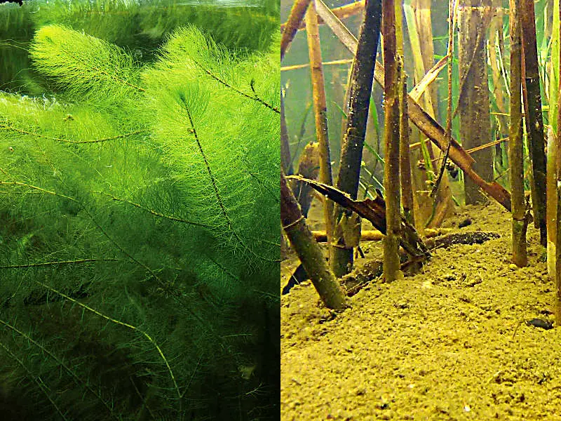 Welche Pflanzen arbeiten im Filtergraben - und warum?