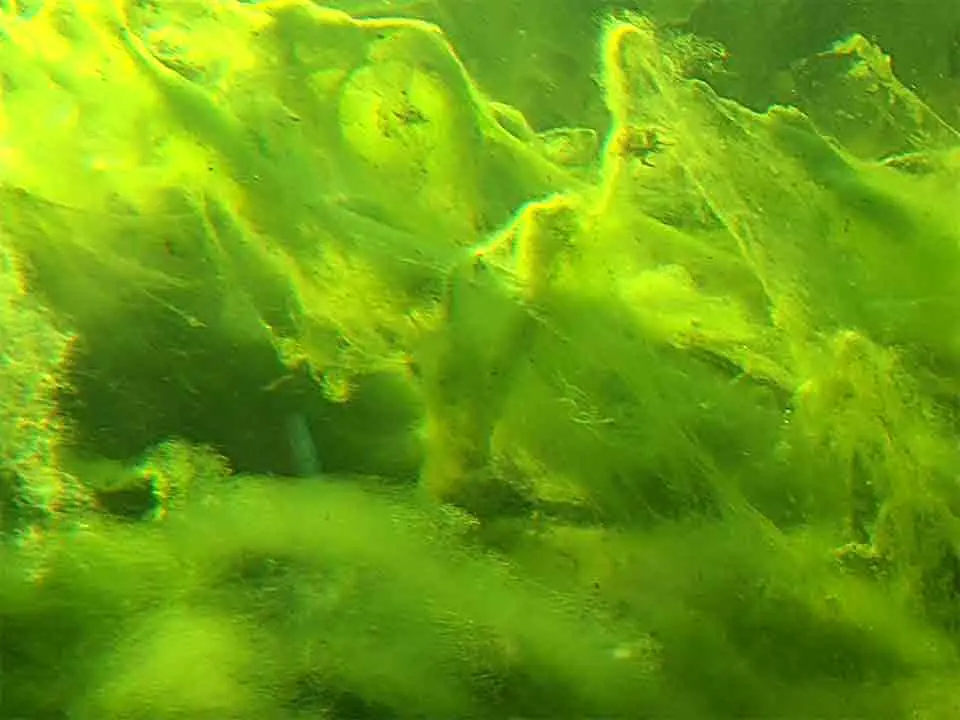 Braucht man Algengift für die Pflege des Gartenteiches?