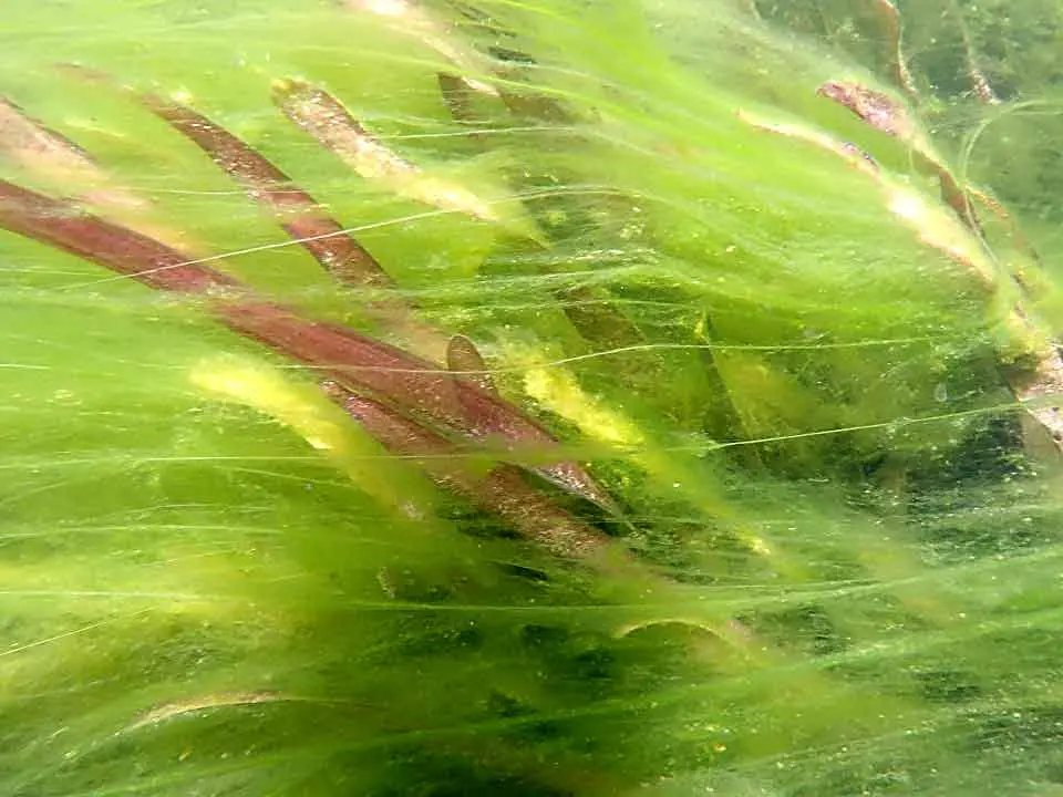 NaturaGart-Videos zeigen Lösungen für das Algenproblem