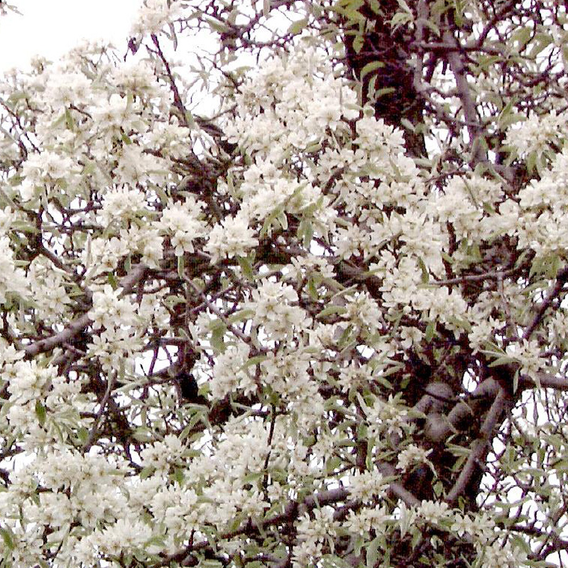 Wild-Hecke 500, Gehölze für Hecken