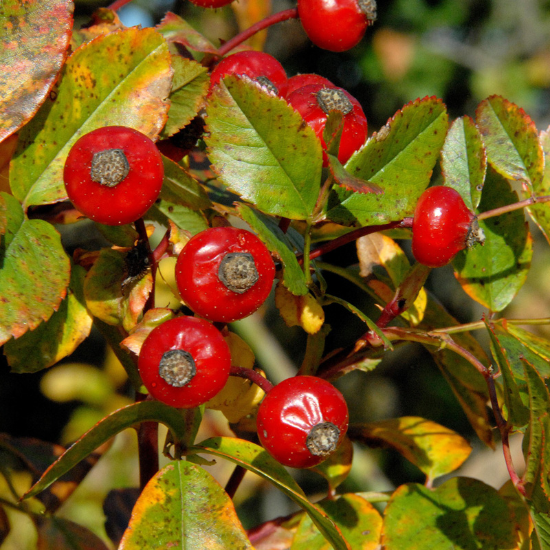 Wild-Hecke 500, Gehölze für Hecken