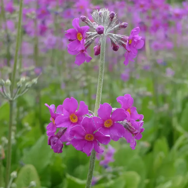 Etagenprimel, purpur