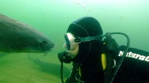 Tauchen mit Stören - Bild 5