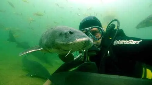 Tauchen mit Stören - Bild 7