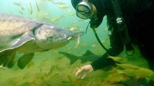 Tauchen mit Stören - Bild 1