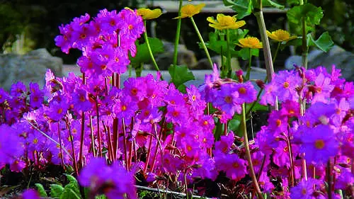 Etagenprimel - Bild 4