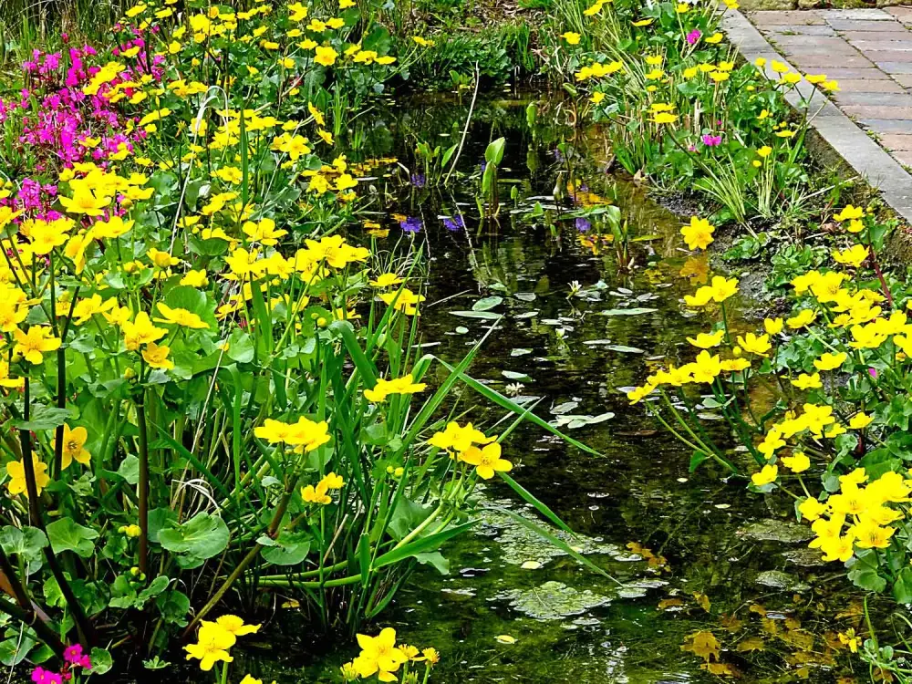 Pflanzen am Bachufer