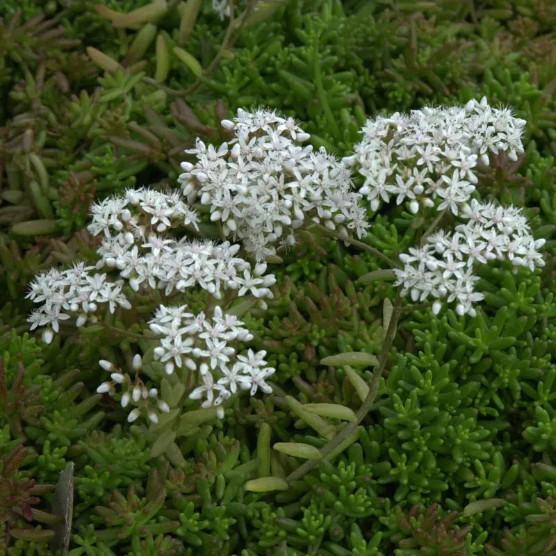 Sedum und Hauswurz