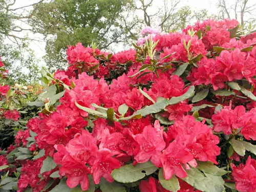 Rhododendron