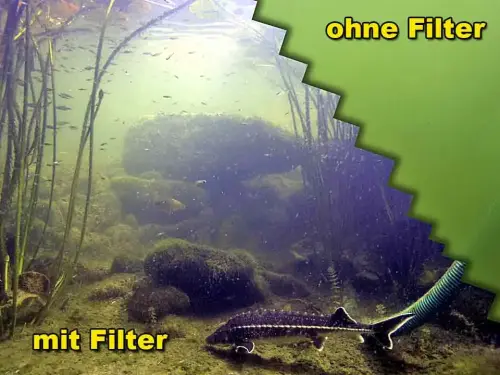 Einzellige Algen verursachen die Trübung des Wassers