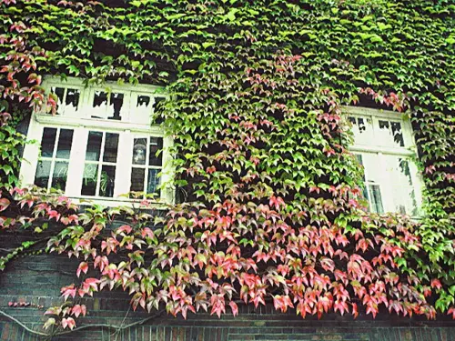 Selbstklimmende Arten