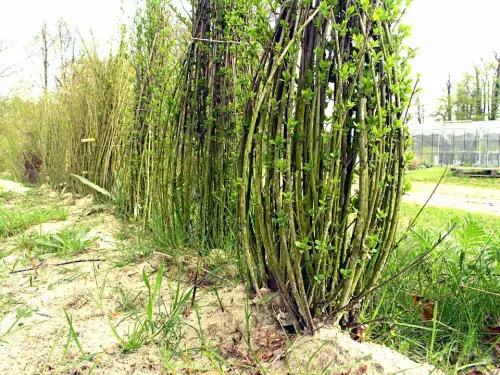 Gehölze bei Bedarf zwischenlagern