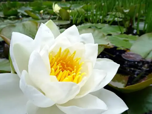 Weiße Seerosen