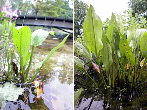Risiko: Die Wassertiefe