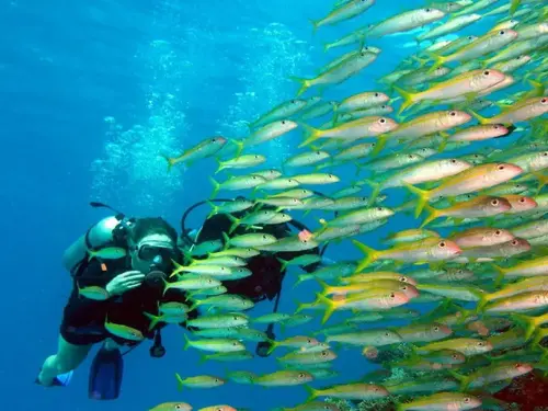 Tauchen z.B. im Roten Meer zwischen Tausenden von Fischen