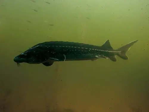 Wasserfilter für Teiche sollen kleine Partikel einsammeln