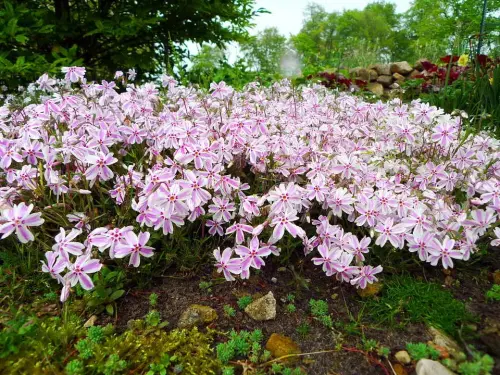 Stauden-Sortimente für niedriges Teich-Umfeld