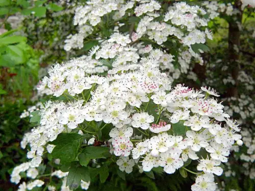 Vorteile der Wildgehölze