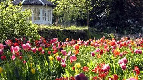 Frühlingsblüher - Bild 9