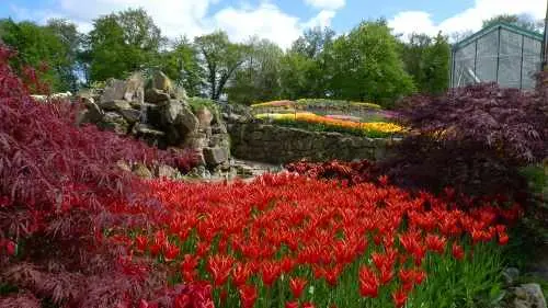 Frühlingsblüher Bild 10