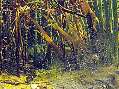 Wie funktioniert ein Filtergraben?