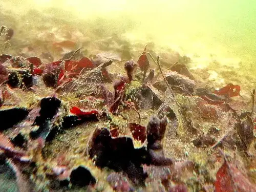 Die größten Risiken für das Teichwasser sind unsichtbar