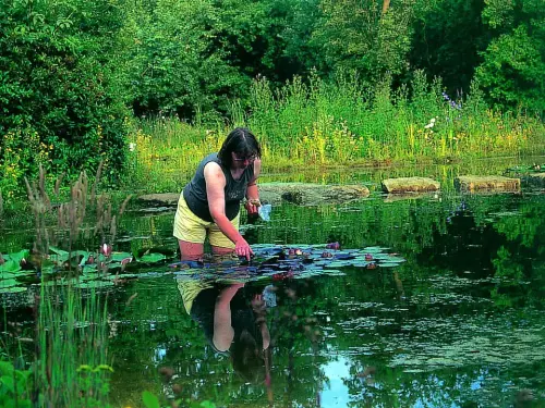 Seerosen brauchen Dünger