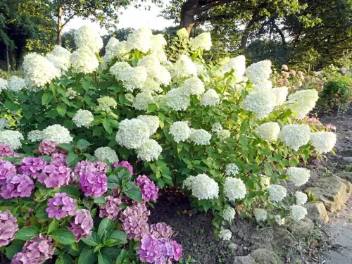 So pflanzen Sie richtig